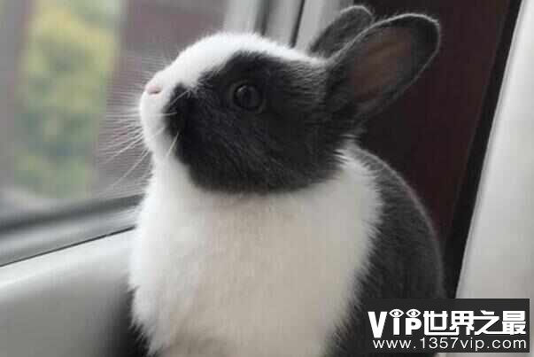 盘点世界八大宠物兔品种，你家的兔子有没上榜？