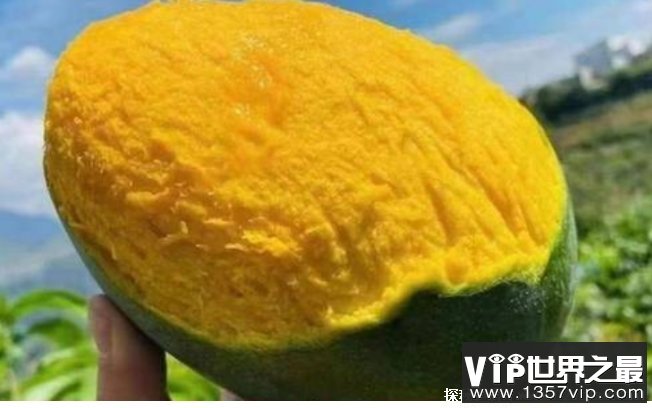 世界上个头最大的芒果 攀枝花凯特芒比人头大(味道可口)