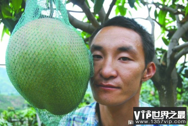 世界上个头最大的芒果 攀枝花凯特芒比人头大(味道可口)