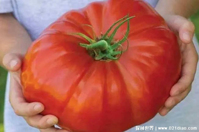 世界上最大的番茄 美国男子培育出巨型番茄(重8斤)