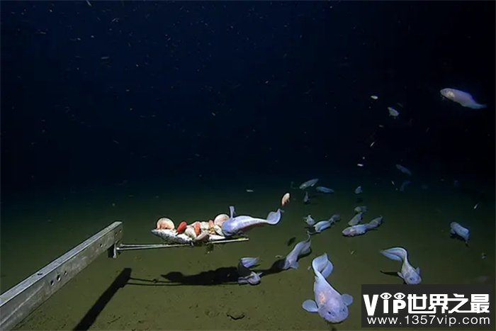 世界上最深的深海鱼：海平面下8336米