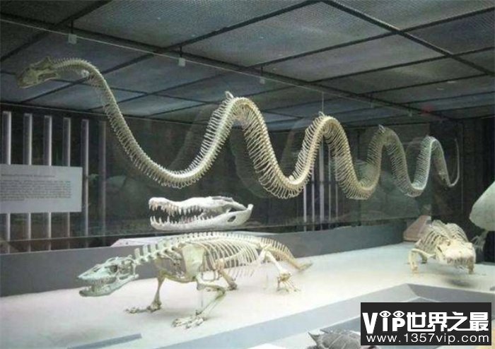 世界上最大的蛇究竟有多大 秦岭“盘山巨蟒”真的存在吗