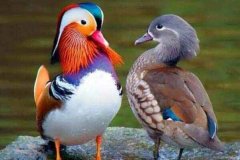 世界十大著名爱情鸟：鸳鸯是终生不二的情侣