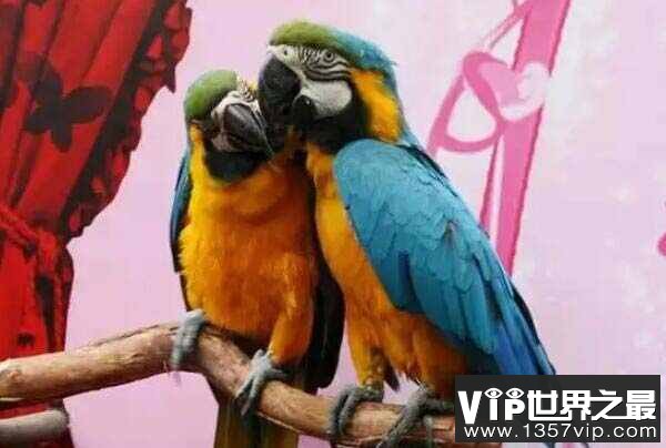 世界十大著名爱情鸟：鸳鸯是终生不二的情侣