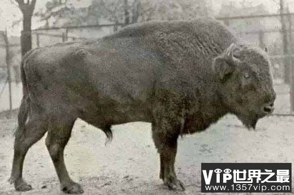 被人类灭绝的动物有哪些？中国犀牛1922年灭绝
