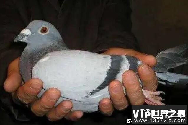 世界上最贵的信鸽 名叫阿曼多的明星赛鸽(约952万元)