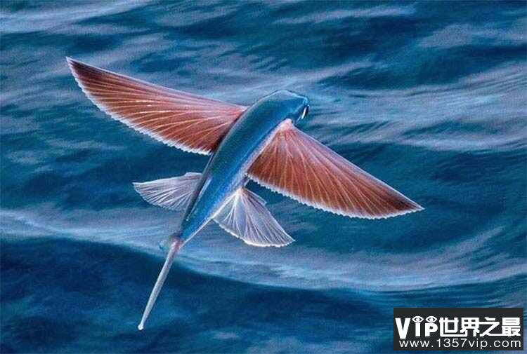 世界上有什么鱼会飞？飞鱼能在水面滑翔400米远