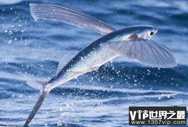 世界上有什么鱼会飞？飞鱼能在水面滑翔400米远
