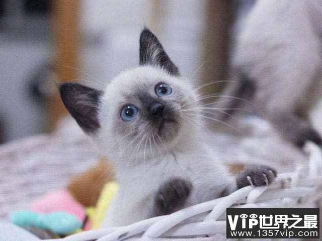 世界10大名猫：孟加拉猫和彼得秃猫上榜