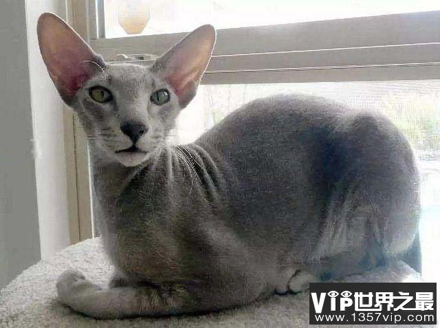 世界10大名猫：孟加拉猫和彼得秃猫上榜