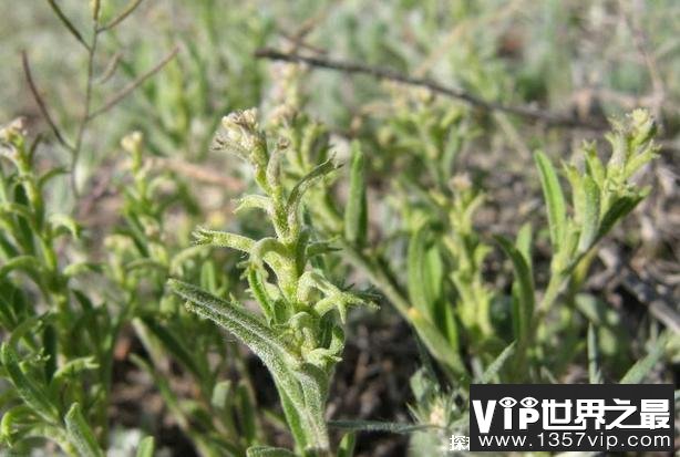 世界上十大短命植物 瓦松雨季过后就会死(外观独特)