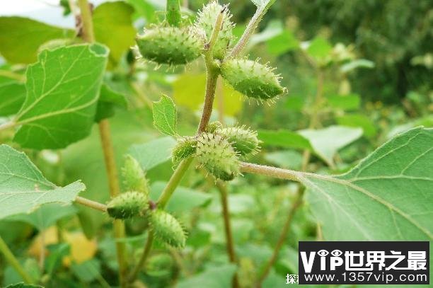 世界上十大短命植物 瓦松雨季过后就会死(外观独特)