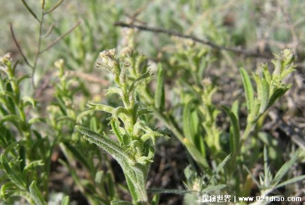 世界上十大短命植物 瓦松雨季过后就会死(外观独特)