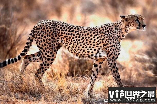 猎豹是肌肉发达的一种动物 奔跑能力比较强(身手敏捷)