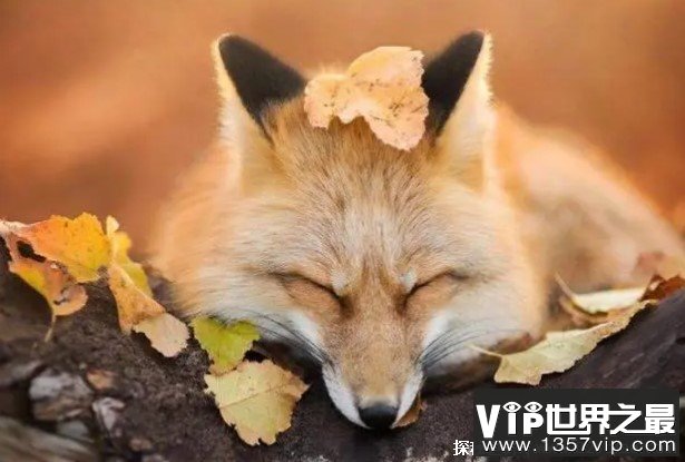 为什么狐狸在冬季改变毛色适应环境 隐藏自身(和生理有关)