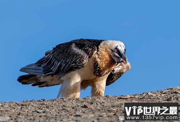 自然界中最会打扮自己的鹰 胡兀鹫观赏价值高(爱吃骨头)