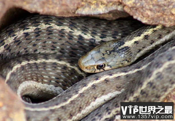 蛇为什么要冬眠 与温度和自身的缺点有关(难以生存)