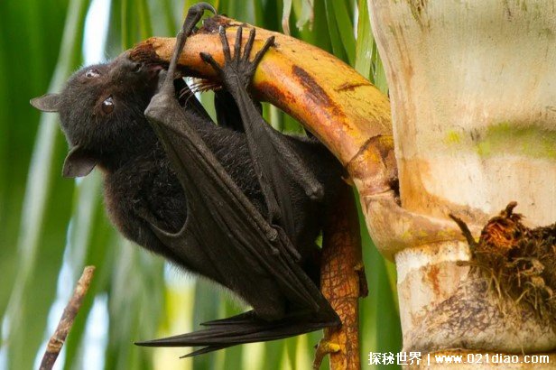非洲最为独特的果蝠 黑冠果蝠是最恐怖的生物(外表吓人)