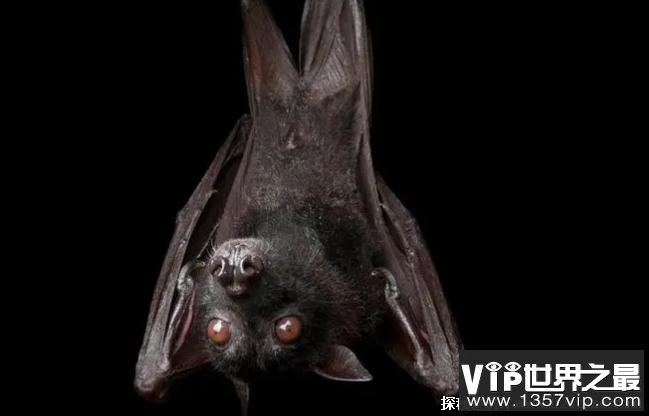 马来大狐蝠被称之为是水果蝙蝠 是夜行性动物(是濒危物种)