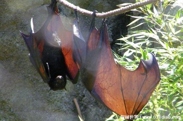 马来大狐蝠被称之为是水果蝙蝠 是夜行性动物(是濒危物种)