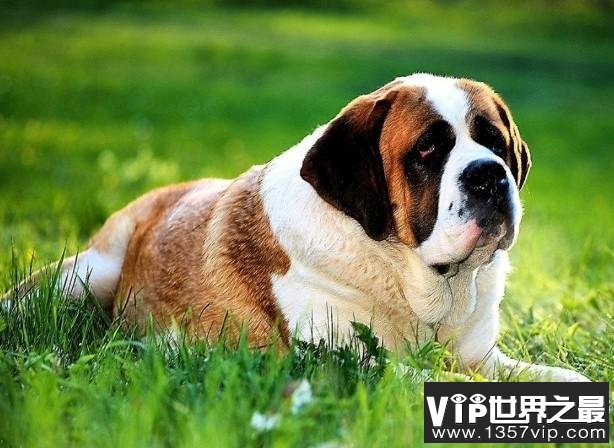 世界上最大的狗狗排行