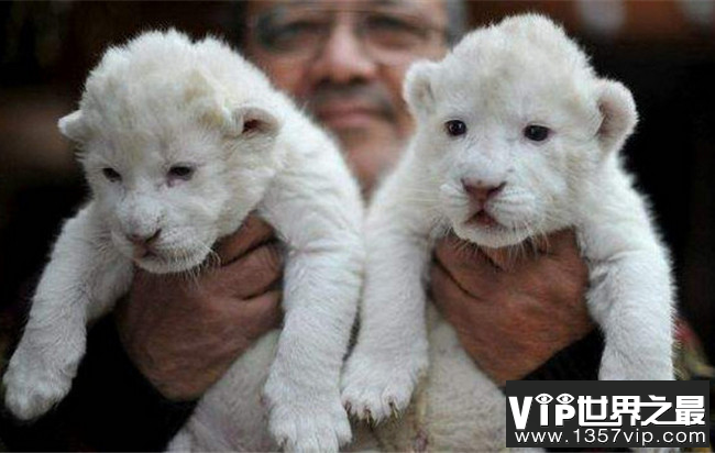济南双胞胎白狮诞生 全球仅百只比大熊猫还要珍贵