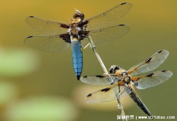 世界上飞行速度最快的昆虫 蜻蜓时速达60公里(飞行技巧高)