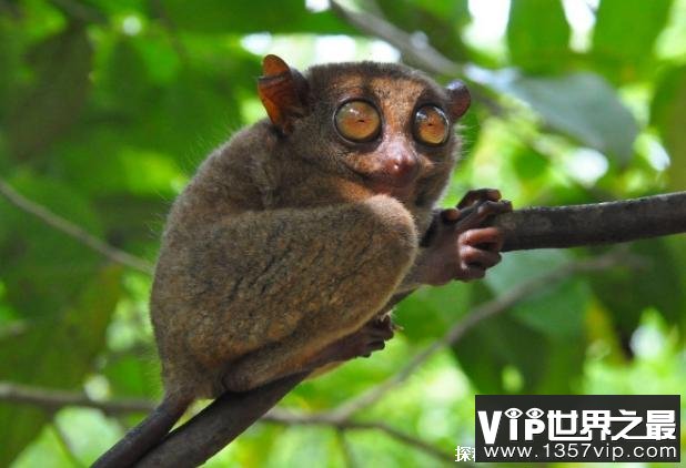 世界上眼睛最大的猴子 眼镜猴体型比较小(体长10厘米)
