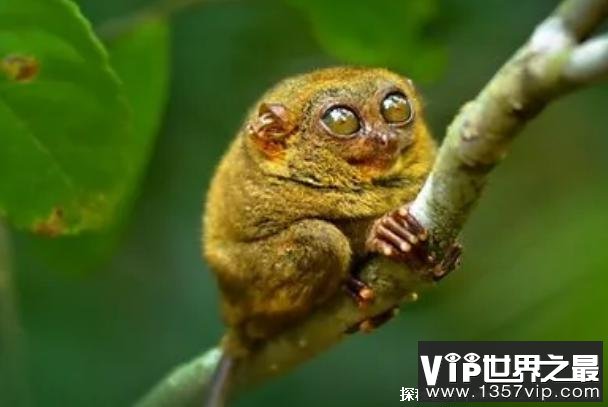 世界上眼睛最大的猴子 眼镜猴体型比较小(体长10厘米)