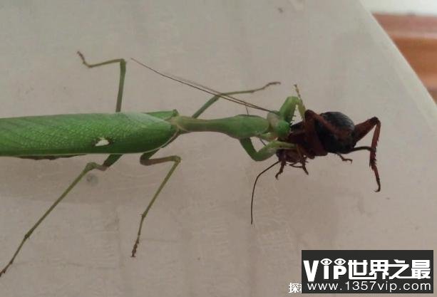 世界上最大最凶的螳螂 非洲绿巨螳螂体型较大(体长7厘米)