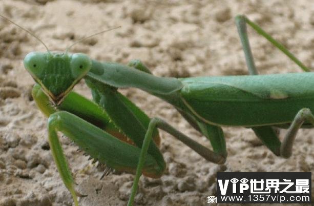 世界上最大最凶的螳螂 非洲绿巨螳螂体型较大(体长7厘米)