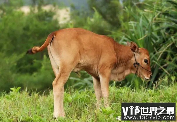 世界上体型最小的牛 小狗牛体型只有70公分(肉质鲜美)