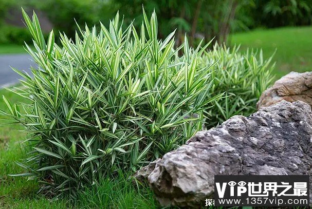 世界上最小的竹子 菲白竹观赏价值很高(原产于日本)