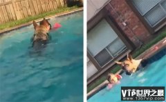见小主人掉进泳池，狗狗冲入水中！6只在危险时刻拯救人类的动物
