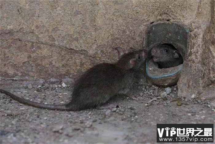 老鼠最怕什么气味 怎么把老鼠赶走（辣椒）