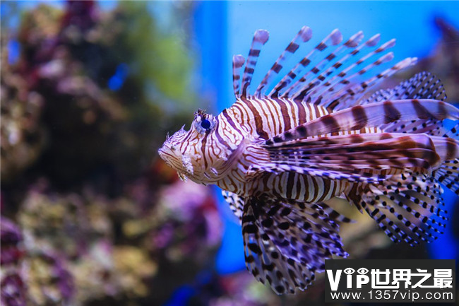 地球十大可怕海洋生物 每一种都能轻易夺走人的性命