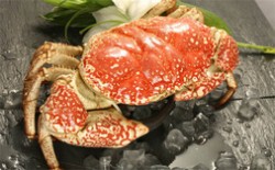 世界十大名贵海鲜排名 澳洲帝王蟹仅排第二