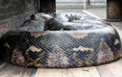 世界上最长的蛇有多长 印尼巨蟒桂花长14.85米