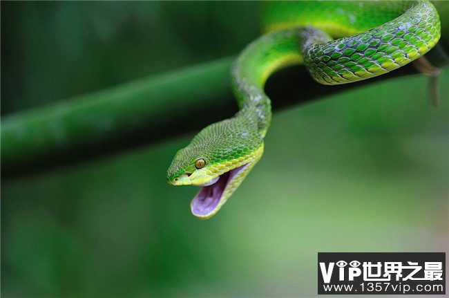中国十大毒蛇排名 眼镜王蛇仅排第二
