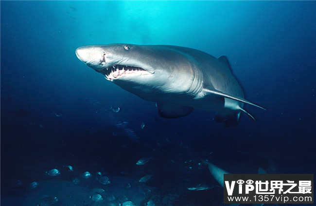 史上最危险十大海洋生物 大白鲨仅排倒数第三