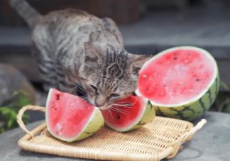 猫咪能吃西瓜吗 猫咪哪些水果不能吃