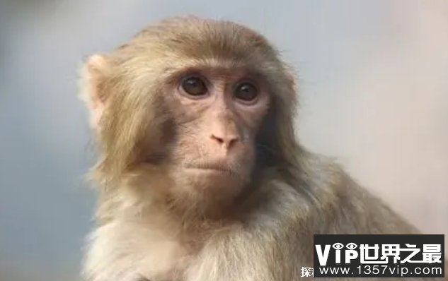 世界上十大最聪明的猴子 狒狒智商很高(群居性动物)