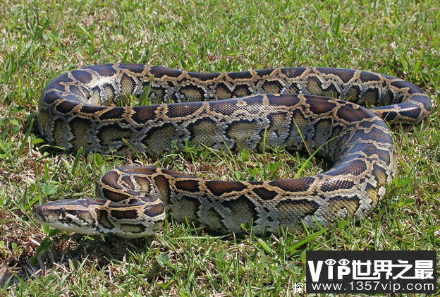 世界上十大最长的蛇 森蚺体长可以达到7米(没有毒素)