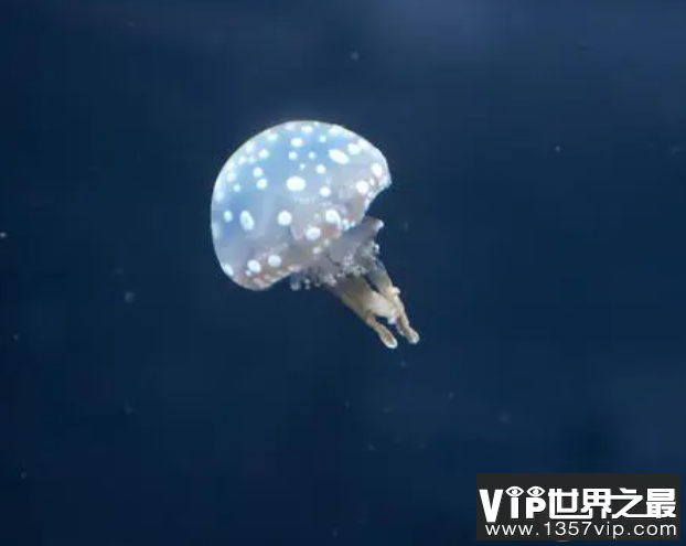 水母是如何让伞状体膨胀的 神奇海洋8月31日答案