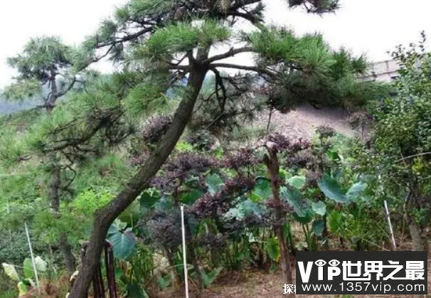 世界上最能忍受紫外线照射的植物 南欧黑松(可照635小时)
