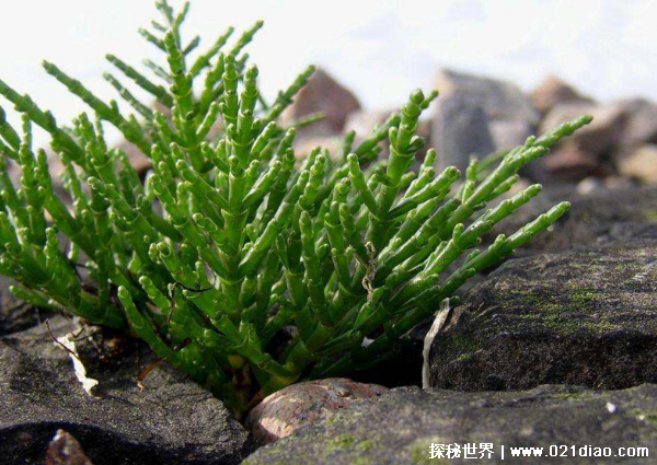 世界上最著名的耐盐植物 盐角草分布范围较广(高达35厘米)