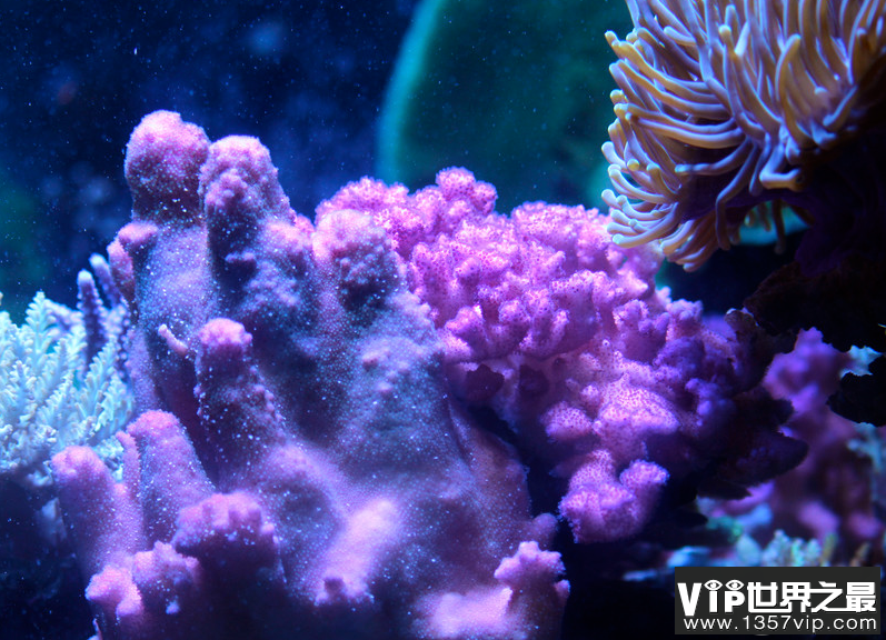 造礁珊瑚对于珊瑚礁的形成有何作用 神奇海洋8月23日答案介绍