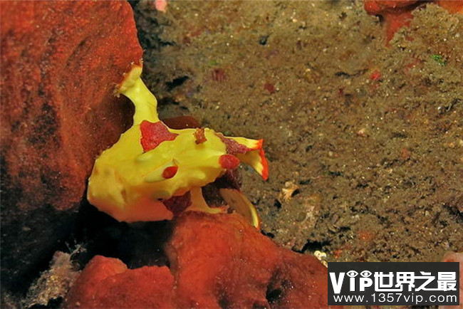 十大怪异的海洋生物 你见过长着脚的唇红蝙蝠鱼吗