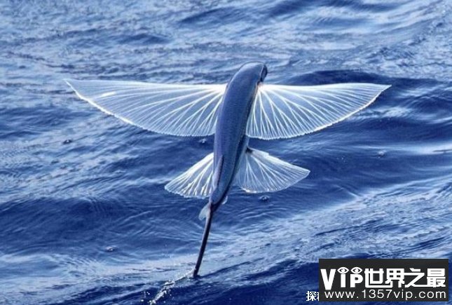 世界上十大时速最快的海洋动物 旗鱼肌肉发达(时速190公里)