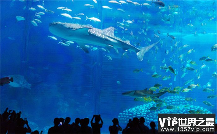 世界上最大的水族馆 珠海的长隆海洋王国（最大水族馆）